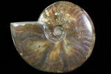 Flashy Red Iridescent Ammonite - Wide #81836-1